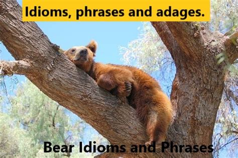 25 Bear Idioms And Phrases Explained Owlcation