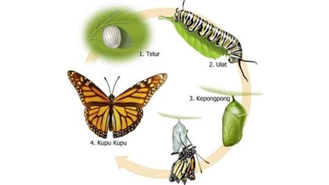 Metamorfosis sempurna memiliki suatu organisme dengan bentuk yang sangat berbeda antara satu fase dengan fase lainnya. Contoh Metamorfosis Sempurna dan Tidak Sempurna ...