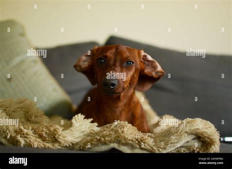 Red Smooth Haired Dachshund Sitting Lazily On Couch Stock Photo Alamy