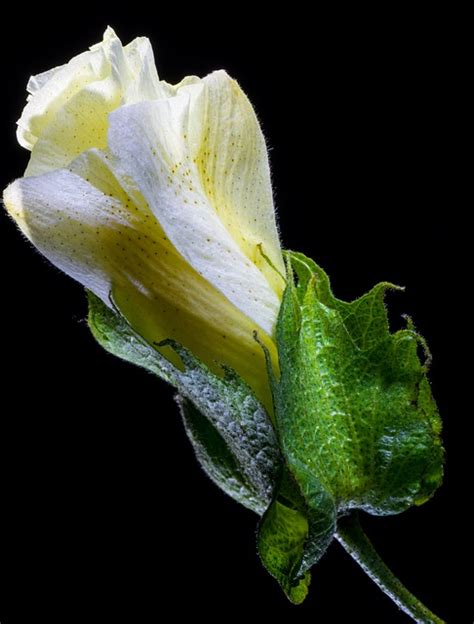 Fleur De Coton · Photo Gratuite Sur Pixabay