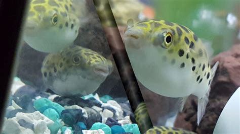 Green Spotted Puffer Picture Video Youtube