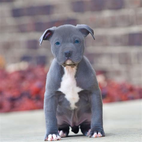 Legacy Memphis Blue Female 2 Dsc2858 Copy Blue Nose Pitbull Puppies
