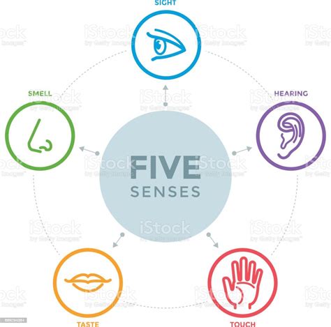 Fünf Sinne Mit Symbolen In Einer Mind Mapdesign Stock Vektor Art Und