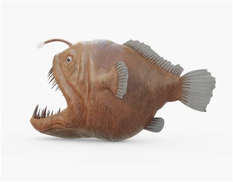 3d Model Angler Fish Rigged Vr Ar Low Poly Rigged Cgtrader