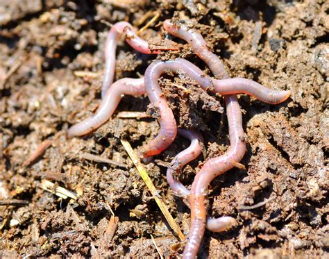 Worm Farm Series Part One The Benefits Of A Worm Farm