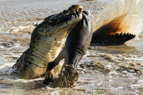 Croc Eats Baby Hippo Mirror Online Crocodile Hungry Crocodile Hunting