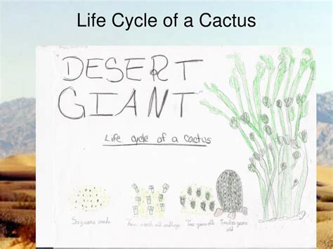 During frost, plants shut down and are not actively growing. PPT - DESERT PowerPoint Presentation, free download - ID ...