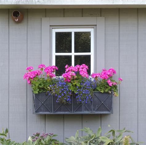 Window Boxes