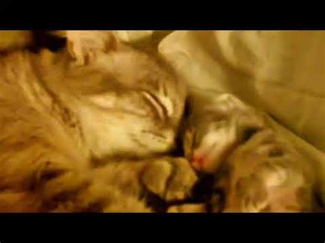 Mommy Hugging Kitten Youtube