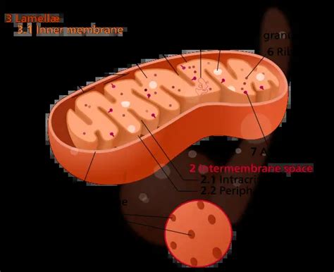 Mitochondria Definition Discovery Importance And Function