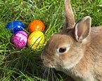 Perché il simbolo di Pasqua è un coniglio? - Bigodino