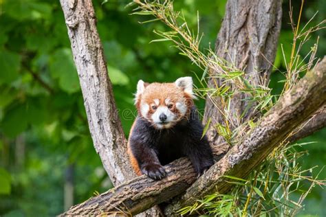 173 Red Panda Eating Bamboo Tree Leaves Stock Photos Free And Royalty