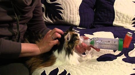 These medications are less commonly used in the management of feline asthma. feline asthma - treatment with Aerokat inhaler - YouTube