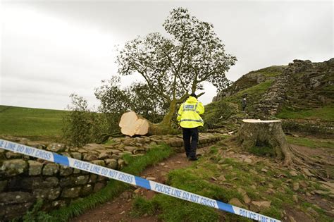 Sycamore Gap News Destruction Of Iconic Tree Triggers Outrage As