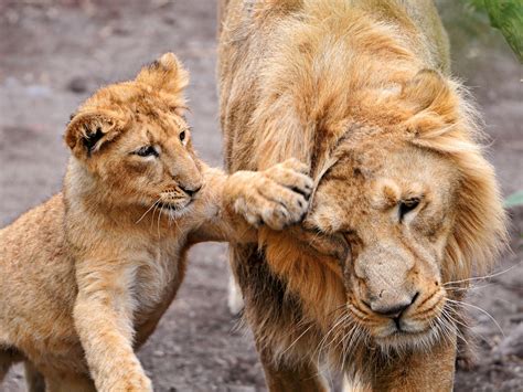 Cute Baby Cub Play With Lion Hd Wild Animal Photos Hd