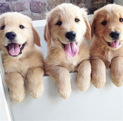 Three Adorable Puppies Pictures Photos And Images For Facebook