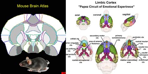 Mouse Brain Ekam Solutions