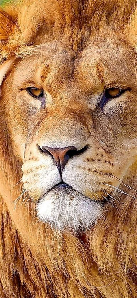 Lion En Iphone Wallpapers Free Download