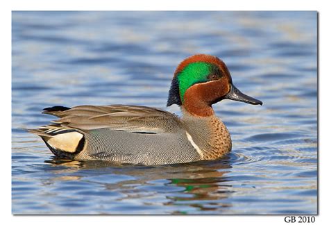 Green Winged Teal