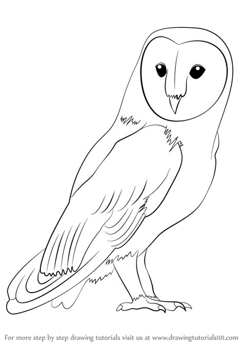 Step By Step How To Draw A Barn Owl