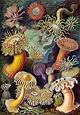 Doowah and Satire: Lithographic autotype print by Ernst Haeckel from ...