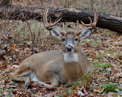 10 Point Whitetail Deer What A Beautiful Buck Flickr