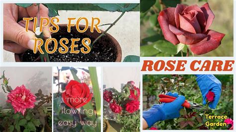 How To Care Rose Plants Hindiurdu Tips And Tricks
