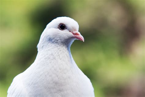 Our Beautiful World White Dove