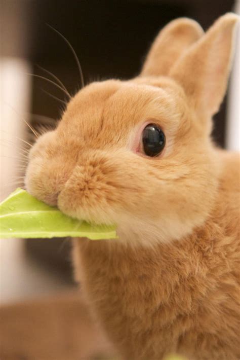 20 Of The Cutest Bunnies Ever Bored Panda