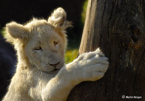 White Lion Cub A Playful White Lion Cub Panthera Leo Sha Flickr