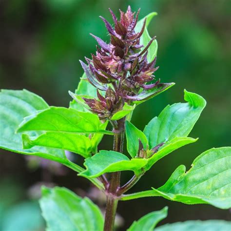 Tulsi Holy Basil Seeds Ocimum Tenuiflorum Prijs €165