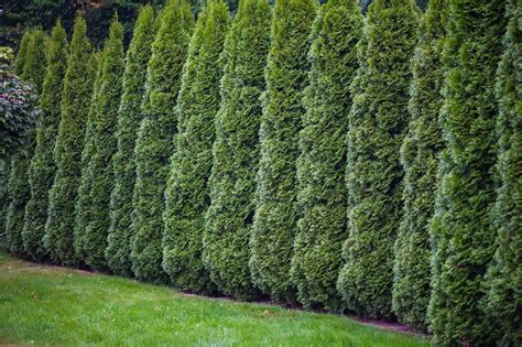 Tips On Spacing Your Cedar Hedge When Planting Vancouver