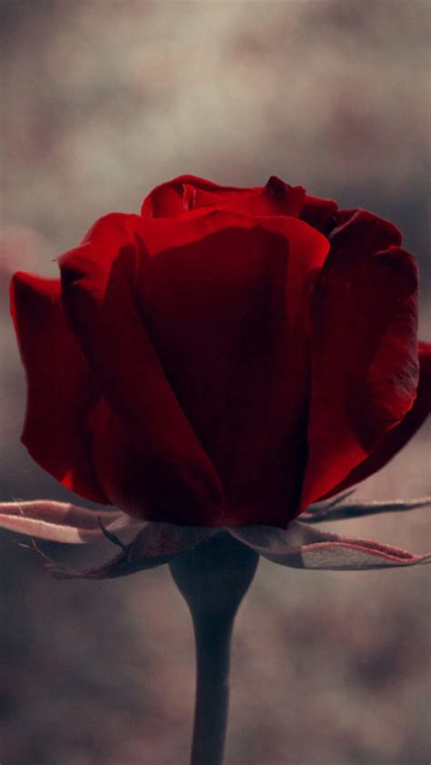 Vintage One Red Rose Macro Iphone Wallpapers Free Download