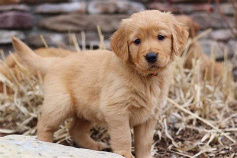 See our gorgeous white retriever litter. Golden Retriever Puppies - Kalispell, Montana