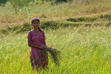 Home Landesa Rural India Rural Field Of Dreams