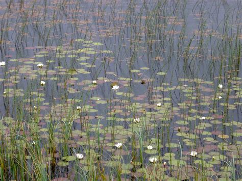 Free Stock Photo Of Detail Of Water Lillies And Marsh Grass In Swamp