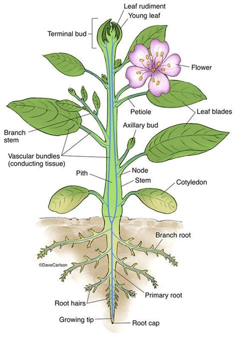 Botany Life Science And Biomedical Carlson Stock Art Biology Plants