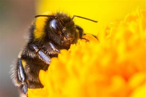 An Incredible New Bumble Bee Behavior Was Just Discovered So