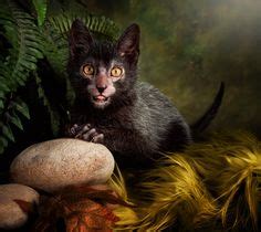 Beautiful african caracal kittens available. 40+ Best Werewolf cat images | werewolf cat, cats, lykoi