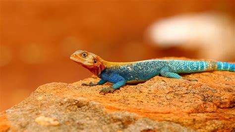 The Common Agama Red Headed Rock Agama Or Rainbow Agama