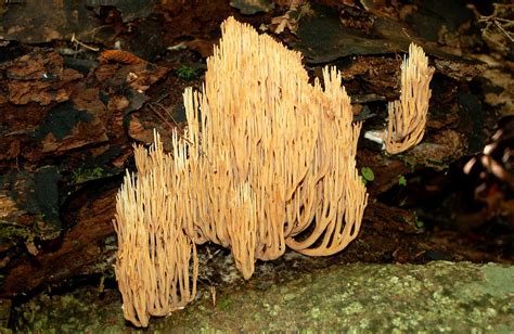 Hen Of The Woods Mushrooms Missouri Whitetails