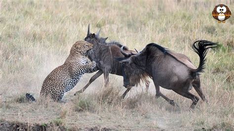 Macan Tutul Berburu Wildebeest Berhasilkah Youtube