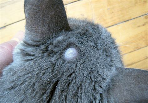 How To Drain A Cyst On A Cat Best Drain Photos Primagemorg