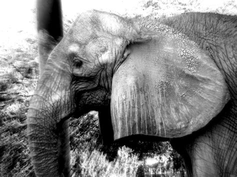Wallpaper Elephants And Mammoths Black And White Wildlife Mammal