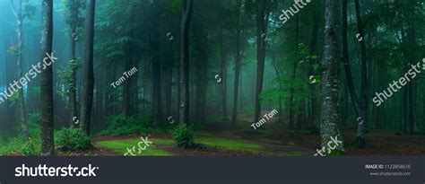 Details 100 Forest Background For Photoshop Abzlocalmx