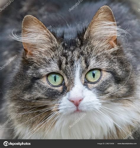 Cat Intense Staring Eyes Looking Directly Camera Full Frame Cat — Stock