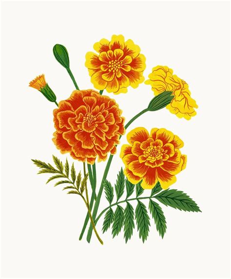 How To Draw Marigold Flower How To Draw