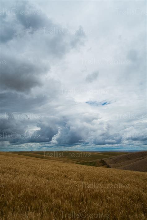 Image Dramatic Cloudy Skies Stretch Over Wheat Fields High Res Stock