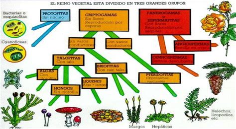 Importancia De Las Plantas Beneficios De Los Organismos Vegetales