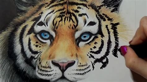 Je Dessine Un Tigre Aux Crayons Prismacolor Tiger Youtube